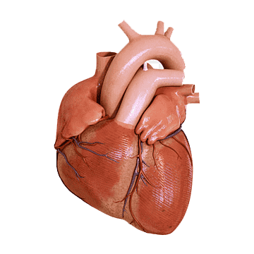 ¿Cómo se producen daños en el corazón?